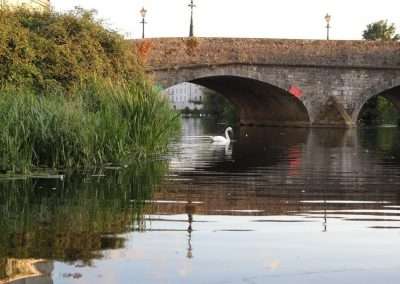 Swan under Graiguecullen bridge
