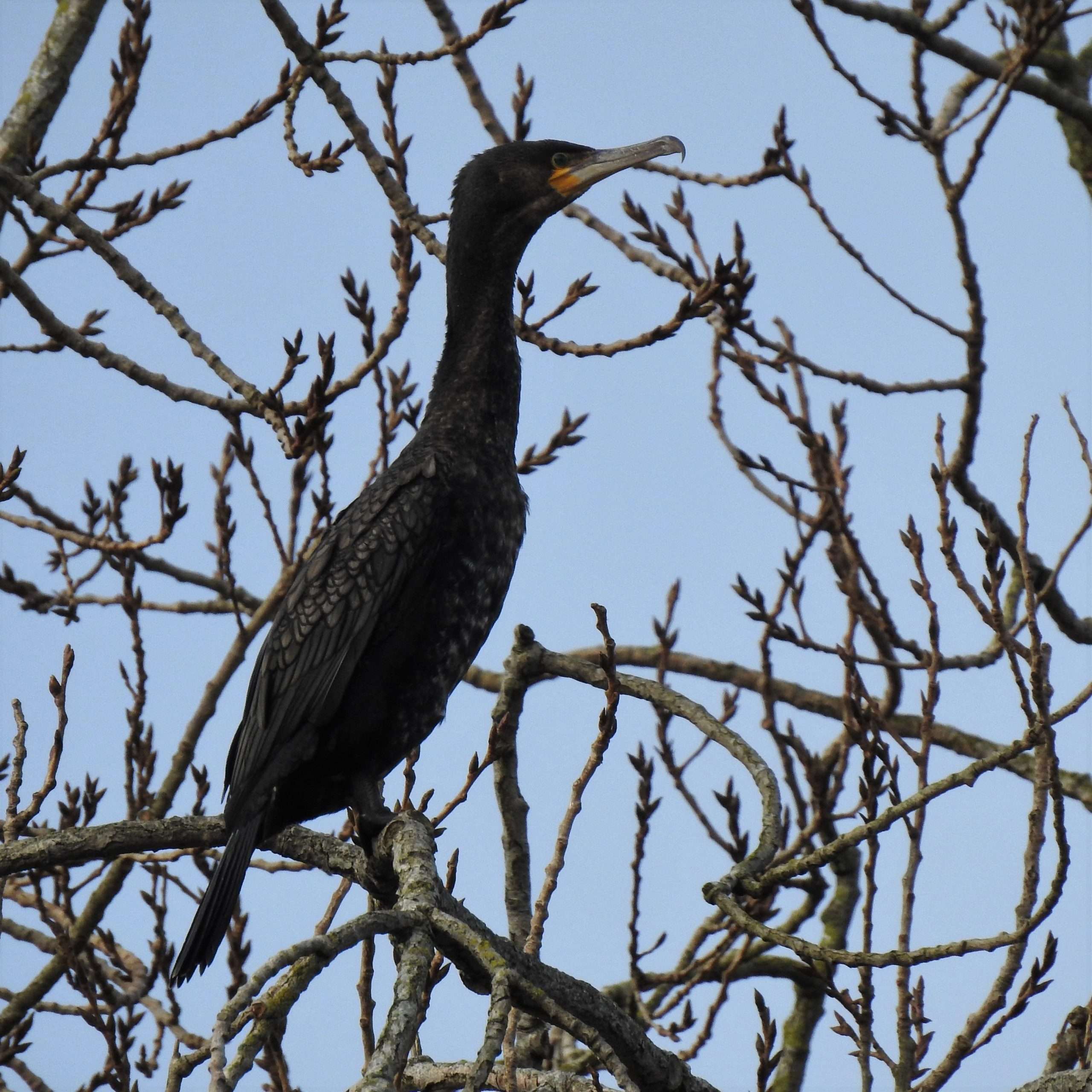 Cormorant in bare tree in winter
