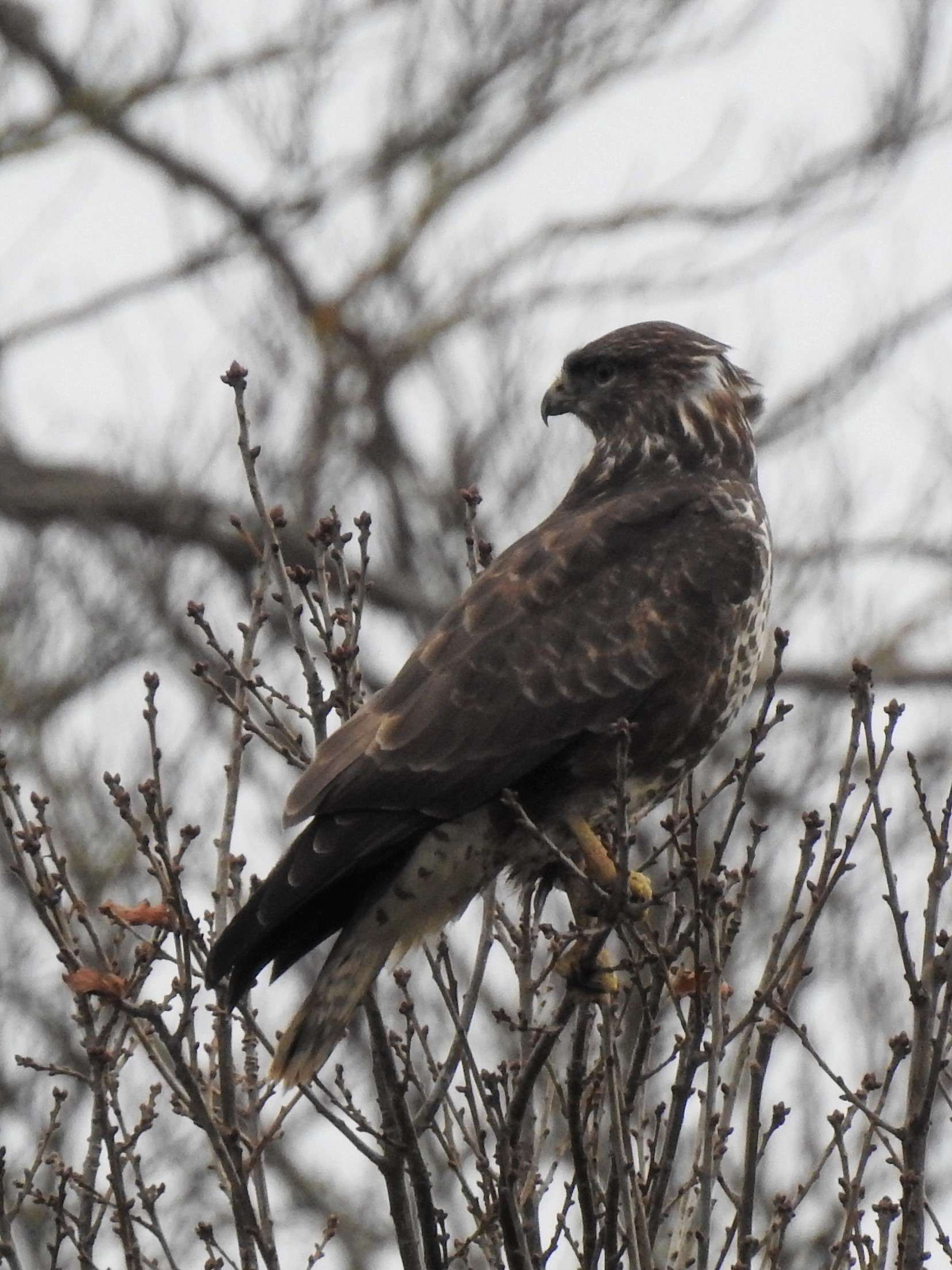 Photos of Irelands Common Buzzard