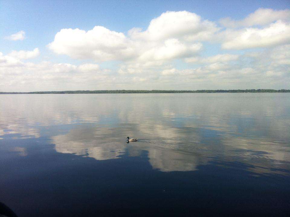Blue sky and white cloud reflected on still lake. Single Malard duck in center of lake.