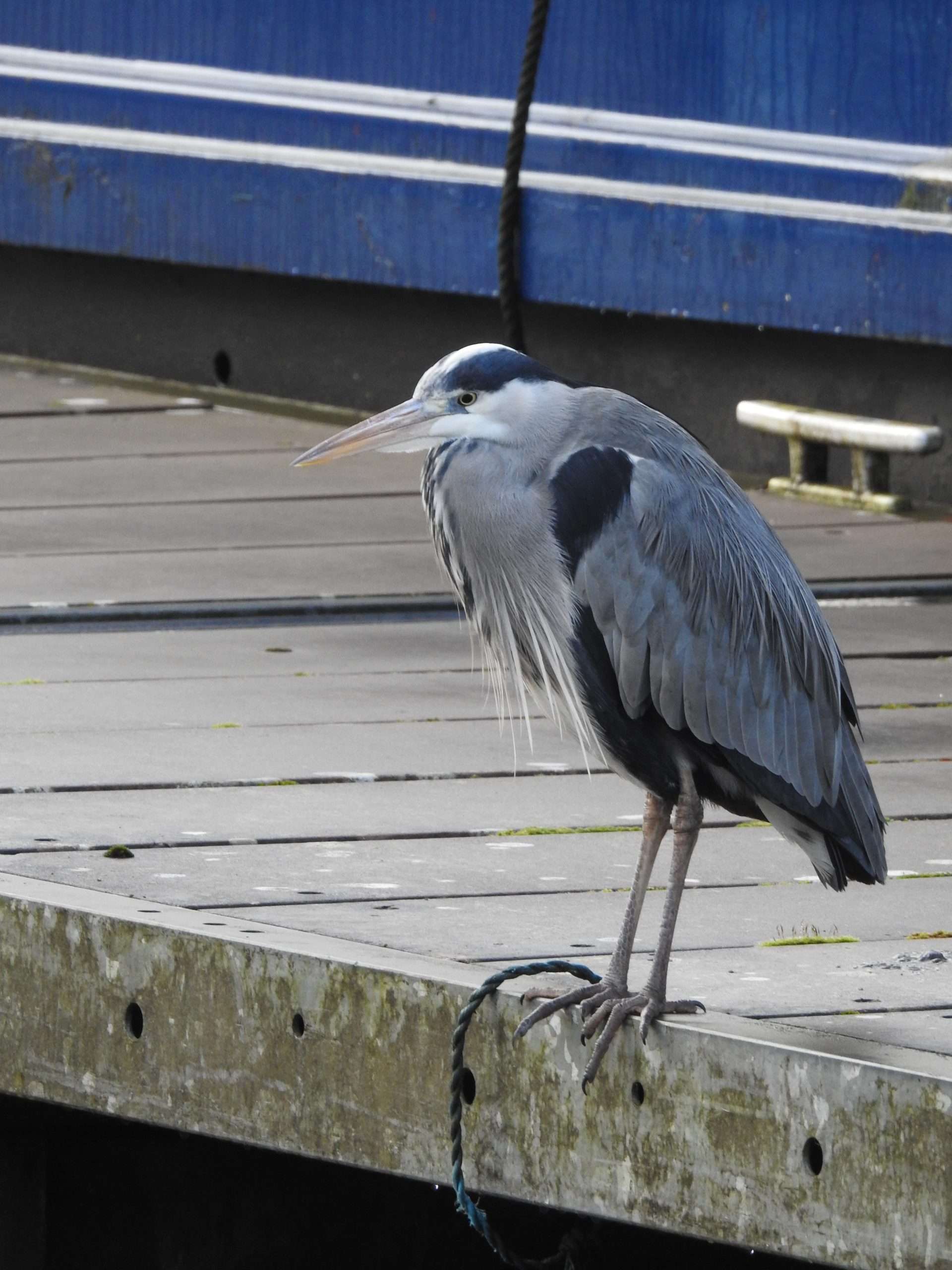 A Heron standing on pontoon
