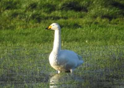 Whooper Swan on flooded river meadow