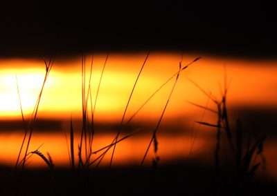 Blurred sunset behind blades of grass