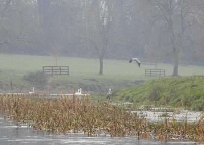 Misty morning on river Barrow with four swans in the water and a Heron in flight
