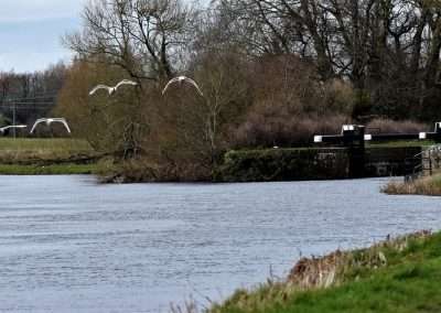 Swans flying upstream at Ardreigh lock outside Athy, Kildare, Ireland.