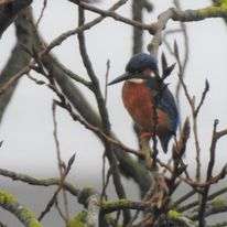 Kingfisher in a bare tree.