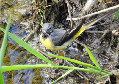 Grey Wagtail with a beak full of flies on the river Barrow