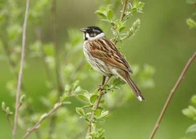 Common Reed Bunting Bird on a Willow Tree on the river Barrow