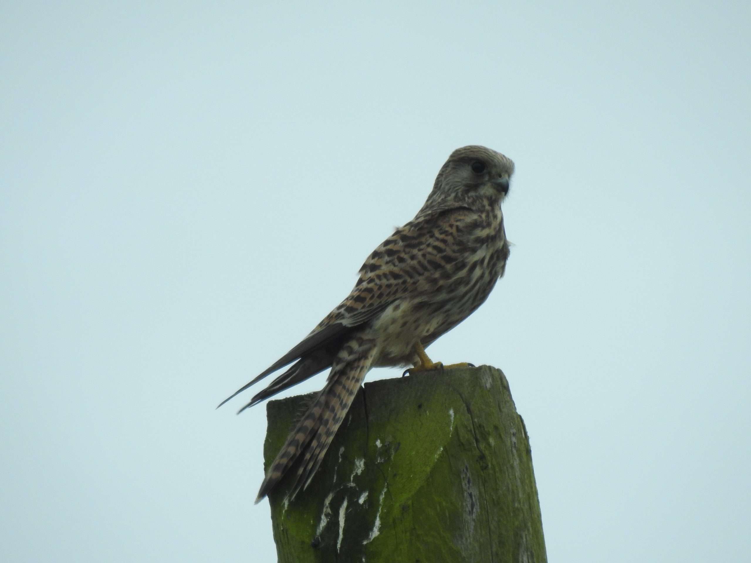 Young Kestrel on telephone pole in Urlingford