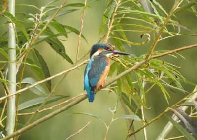 Male kingfisher in willow tree on the river Barrow