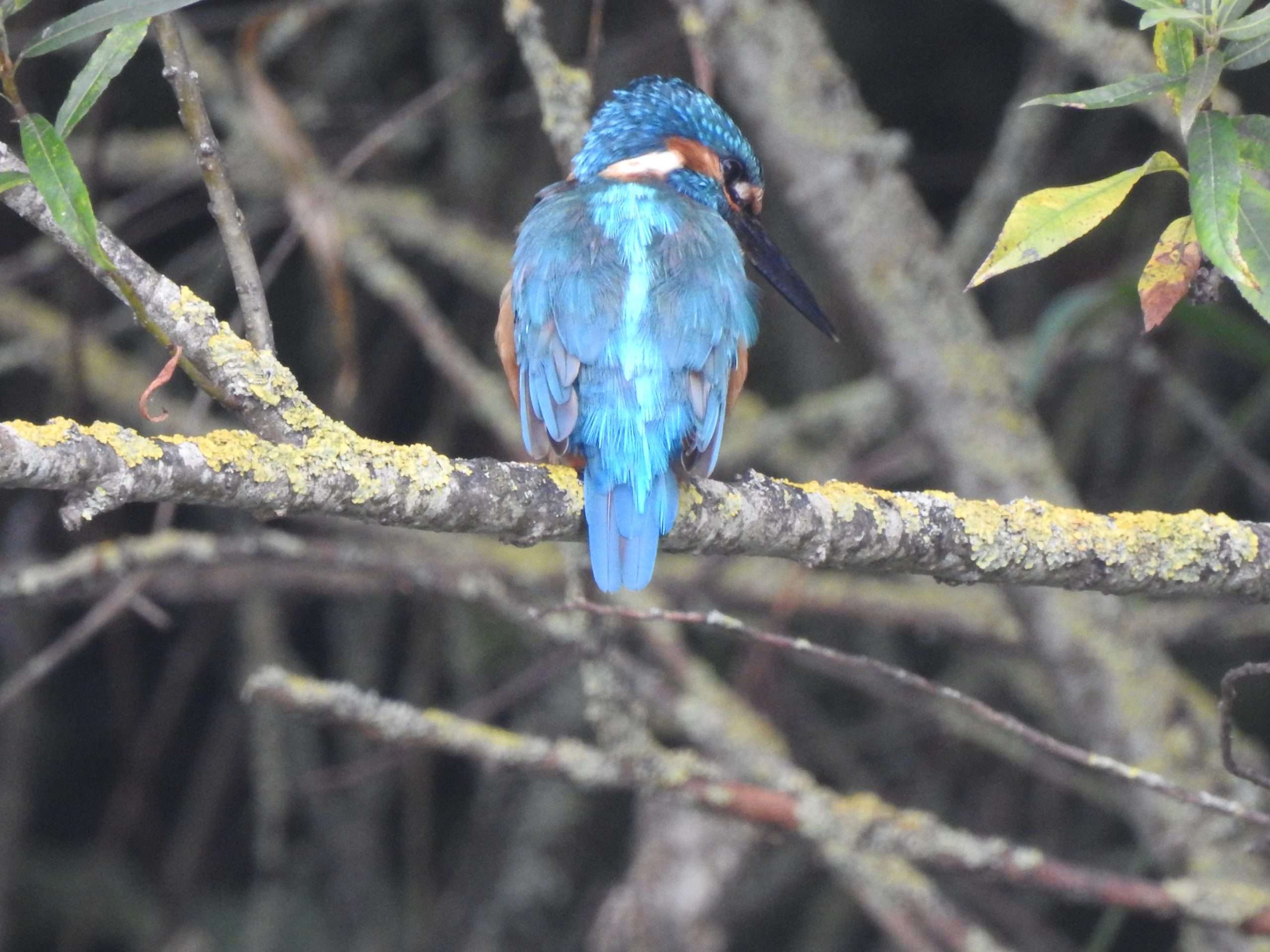 Male kingfisher on branch