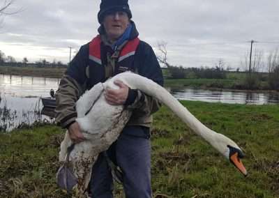 John Shaughnessy rescuing a swan on the river Barrow, north of Athy