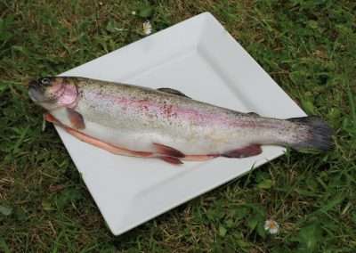 Rainbow Trout on a plate on grass