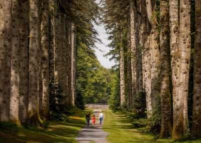 Trees and avenue at Woodstock Kilkenny