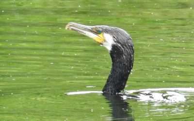 Spotting Cormorants on the Nore