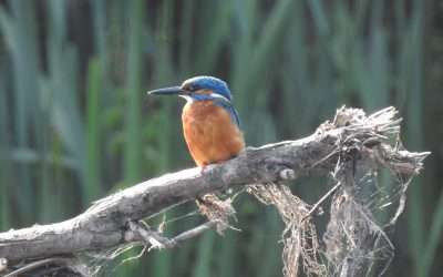 Kingfishers on the Nore