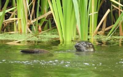 Otters in the River Nore